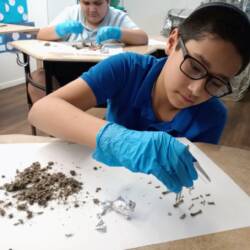 owlpellets
